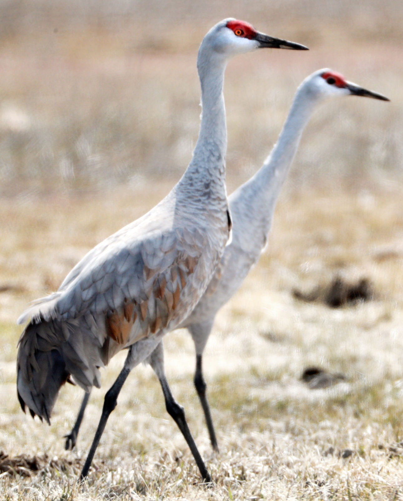 032419_SandhillCranes010_bjs.JPG